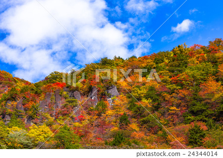 Autumn leaves from autumn's Irohazaka in Nikko Tochigi prefecture (October) 24344014