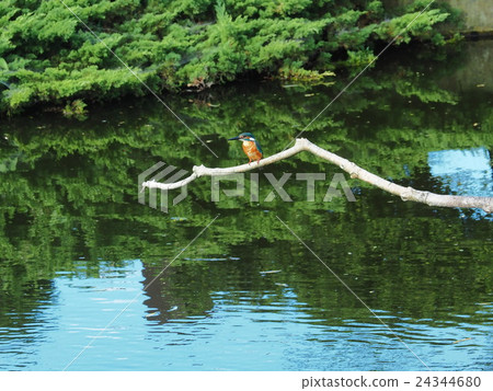 景觀與翠鳥 景觀與翠鳥 24344680