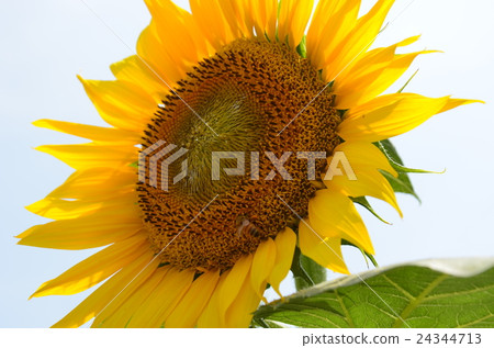 Sunflower of Oya Sunflower of Oya 24344713