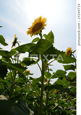 Sunflower and sun Sunflower and sun 24344714