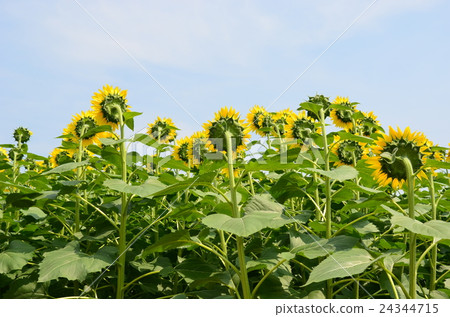 Forward-looking Sunflower Forward-looking Sunflower 24344715