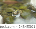 Creatures (frogs) 24345301