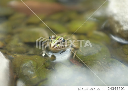 Creatures (frogs) 24345301