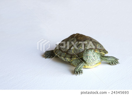 Turtle looking up 24345693