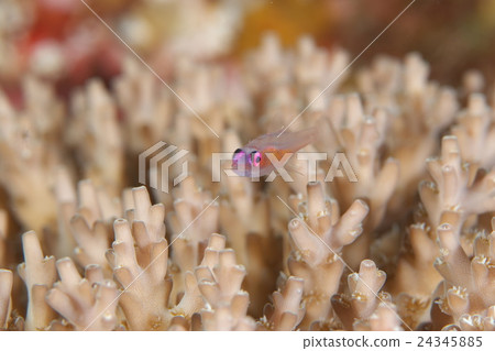Red goby Red goby 24345885