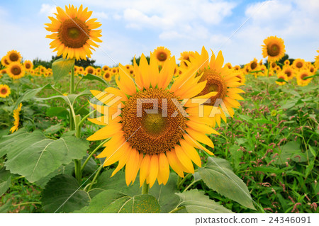 sunflower	 24346091