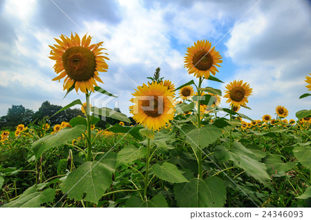 sunflower	 24346093