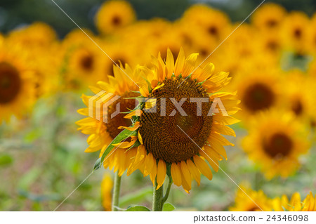 sunflower	 24346098