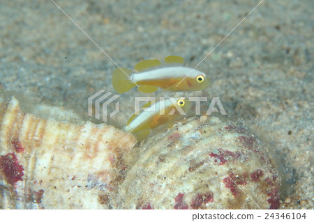 Nakamoto Irowake goby Nakamoto Irowake goby 24346104
