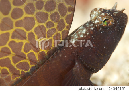 Hotatetsunohaze 24346161