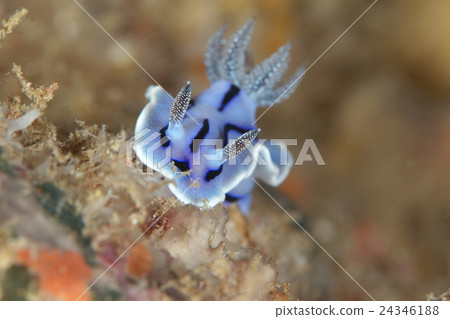 Misole Umizushi 24346188