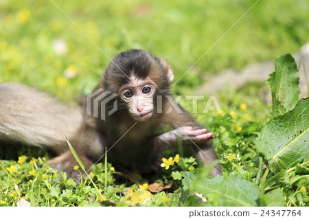 一隻猴子 一隻猴子 24347764