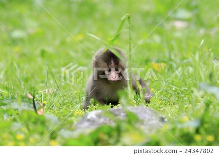A monkey 24347802