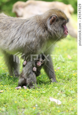 一隻猴子 24347829