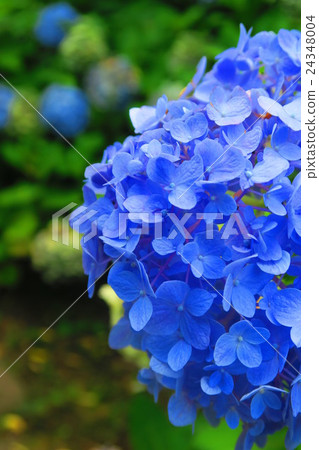 Hydrangea flowers 24348004