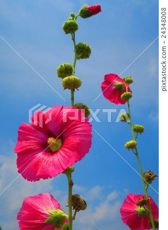 Tatiaoi of Urban Agricultural Park Tatiaoi of Urban Agricultural Park 24348008