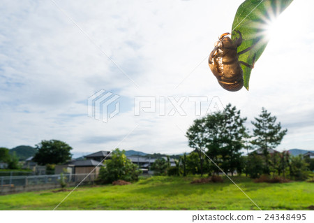 Landscape of cicada's crust and sunshine 24348495