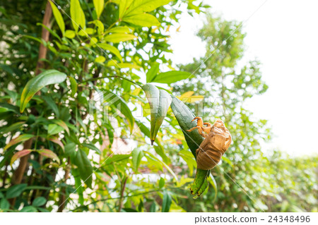 Cicada shell 24348496