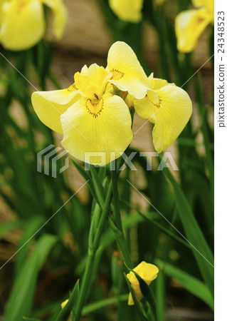 黃色鳶尾花 24348523