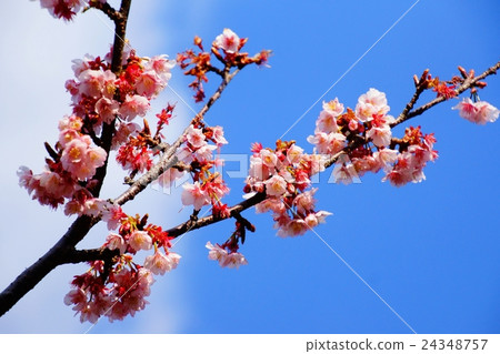櫻花/櫻花下田公園（下田市，靜岡縣）伊豆半島 24348757