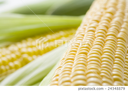 Corn 24348879