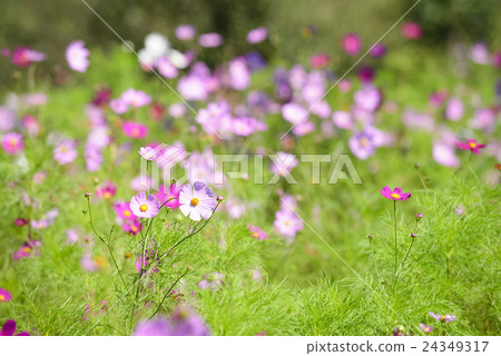 宇宙(北海道Yukaicho) 宇宙(北海道Yukaicho) 24349317