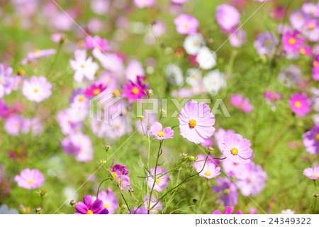 宇宙(北海道Yukaicho) 宇宙(北海道Yukaicho) 24349322