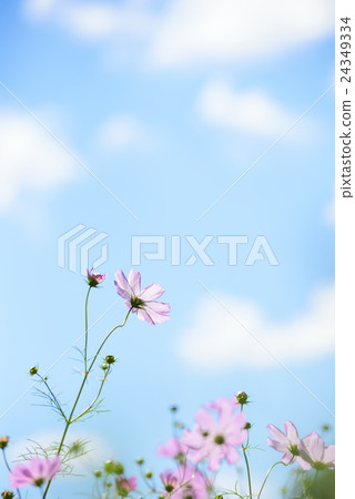 Cosmos and blue sky (Yokohicho, Hokkaido) Cosmos and blue sky (Yokohicho, Hokkaido) 24349334