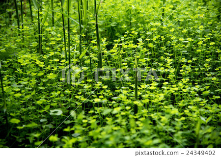 路邊植物 24349402