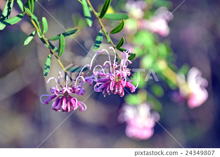 Delicate flowers of pink Grevillea 24349807