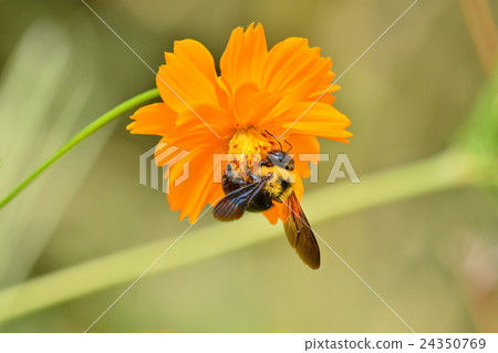 鮮花和蜜蜂 24350769
