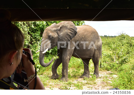 African wildlife elephant 01 24350836