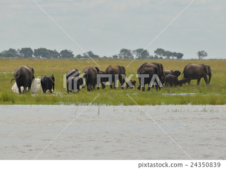 非洲野生動物大象04 非洲野生動物大象04 24350839