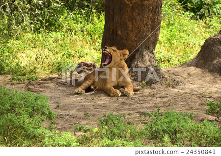 African wildlife Lion 02 African wildlife Lion 02 24350841