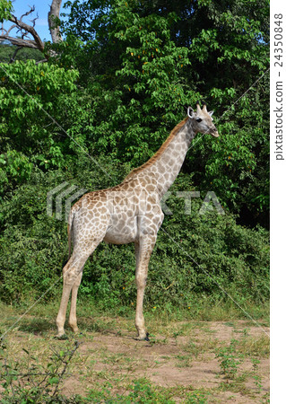 非洲野生動物長頸鹿05 非洲野生動物長頸鹿05 24350848