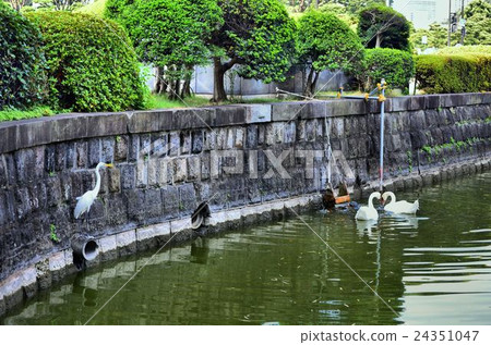 Swans and ogre Swans and ogre 24351047