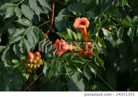 Nausuz Kazura 24351353