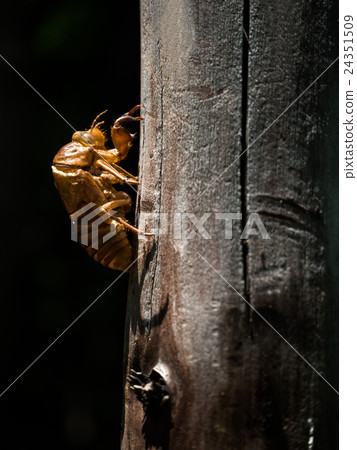 夏天空殼 夏天空殼 24351509