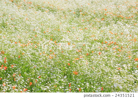 陰霾草花園 照片素材 圖片 圖庫