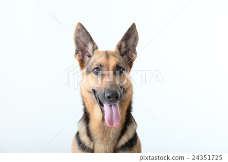 大狗 大狗 24351725