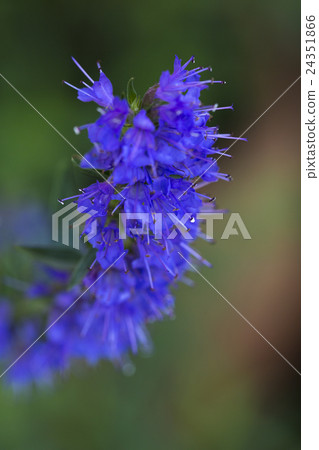 Herb: Hyssop's flower Herb: Hyssop's flower 24351866