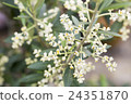橄欖花 橄欖花 24351870