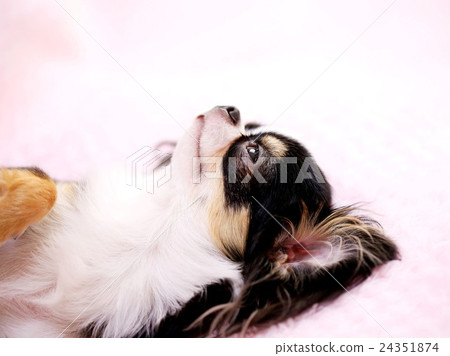 Chihuahua Chihuahua 24351874