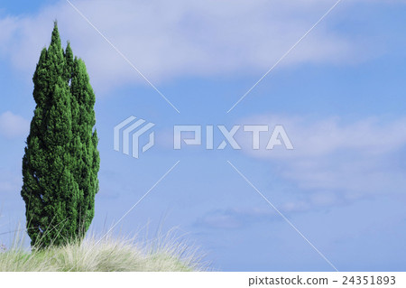 延伸入藍天的綠色柏 24351893