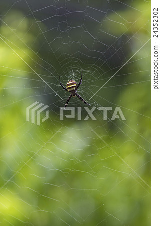 Araneidae 24352302