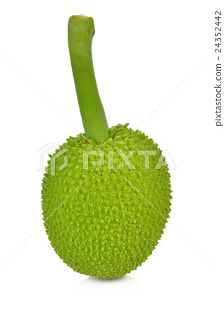 breadfruit isolate on white background 24352442