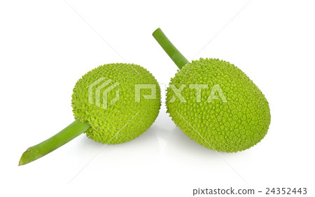 breadfruit isolate on white background breadfruit isolate on white background 24352443