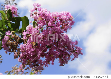 Culverberry flower peach color Culverberry flower peach color 24352531