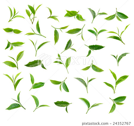 Green tea leaf isolated on white background Green tea leaf isolated on white background 24352767