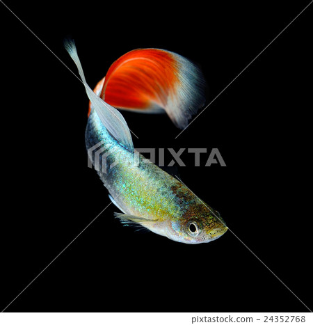 Beautiful Guppy Isolated on Black Background Beautiful Guppy Isolated on Black Background 24352768